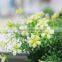 Cheap Plastic Artificial Small Potted Flower Plant in Black Plastic Pot for Sell