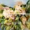 Plant Directly Export Color Lisianthus Flower Eustoma From China