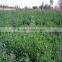 top quality alfalfa grass seeds for sale