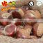 New Crop Big Size Fresh Shandong Chestnut---40-60 grains chestnuts