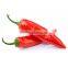 High Yield Red Hot Chili Pepper Seeds Vegetable seeds Price for sale