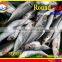 FROZEN MARUADSI WHOLE ROUND (ROUND SCAD)