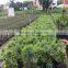 Podocarpus outdoor bonsai export wholesale