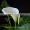 2017 Hotsale Fresh Cut Calla Lily Artificial Calla Lilies Wholesale