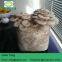 Dried oyster mushroom