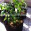 1/3 / 5 / 7 / 10 / 15 / 20 / 25 / 45 / 60 Gallon Felt Fabric Pot Trees Flower Grow Bag
