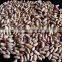 Light Speckled Kidney Beans, long shape