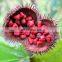Natural Annatto Seeds/100% Pure Dried Raw Annatto Seed from Vietnam