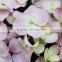 Fresh best selling hydrangea tulip flower bouquet