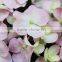 Fresh most popular reasonable price pink hydrangea flowers