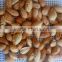 China NP roasted almond nut in shell for sale