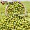 export grade green mung bean 2016 crop