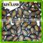 Best Selling black watermelon seeds size