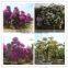 Bougainvillea spectabilis