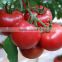 Supply Free Sample Tomato Extract Bulk
