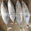 whole part of skipjack tuna