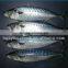 Frozen W/R Pacific Mackerel High-quality Seafood Fresh Fish