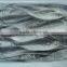 Horse Mackerel fish size 4/6