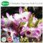 100% High quality dendrobium extract powder/dendrobium p.e/dendrobium extract