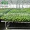 Grape Seedling Seedbed System Greenhouse For Sale