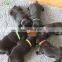 Hook and loop-whelp ID collar pet ID collar