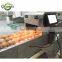 Grande Best Price Egg Classification Machine Egg Classifying Machine for Sale
