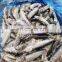 BQF frozen sardine fish block made by fresh fish