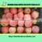 buy paper bagged/fresh yiyuan fuji apple/chinese apple price