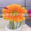 Hot Sale Gerbera Fresh Flower Decoration