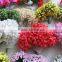 outdoor artificial plastic flowers, plastic tropical flower