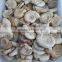 Natural Snail Fossils Ammonite Fossils for Wholesale