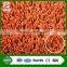 Paddle Tennis Court artificial grass of sports / special wholesale