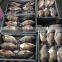 Best Freshness Frozen Black Tilapia Chinese Seafoods