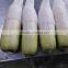 Chinese radish price