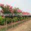 High Sprouting Rate Heirloom Lagerstroemia Crape Seeds In Bulk