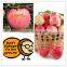 China supplier of Fresh red delicious bulk fresh apples Hanfu apple products