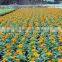 Tagetes patula flower seeds