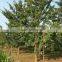 Ginkgo biloba L