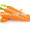 Leading Wholesale Professional of Fresh Carrot