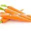 China Fresh Carrot pack in 7kg/carton in Hot Sale