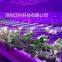 Hot seller 20w 660nm 450nm blue hydroponic led grow light bube with good price