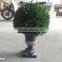 Natural preserved boxwood cone topiary producer