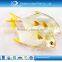 IQF frozen whole round golden pomfret fish