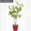Artificial evergreen ornamental plants plastic tree for home decorative use