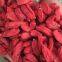 Wolfberry