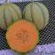 Stripe sweet cantaloupe musk melon seed for sale