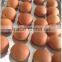 Digital Hot air Electric Convection Oven 5 Trays for bread cake pita cookie