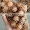Spirit Quartz Cactus Crystal Point Cluster