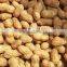 Export Washed peanut in shell