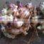 Vietnam Fresh ginger